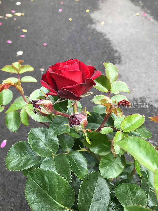 小天井玫瑰品种Rosa Ruby Romance上生长的红色玫瑰花的形象，具有郁郁葱葱的绿叶，花蕾，花瓣和芳香的花朵，开花微型玫瑰灌木，修剪整齐，以促进紧凑的生长和生长在小花园盆中